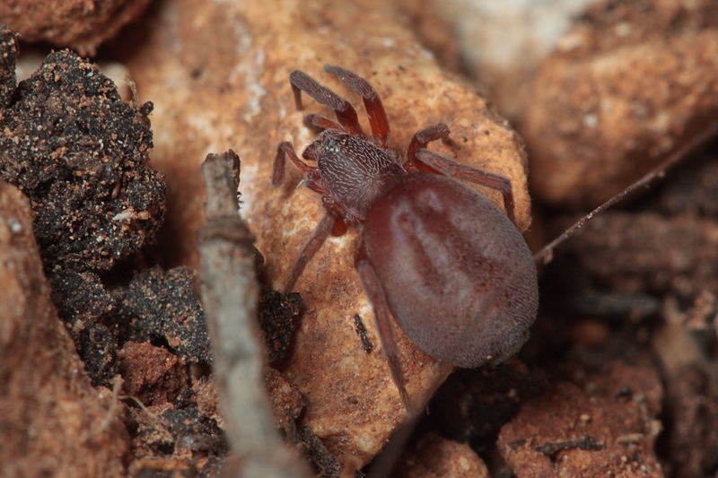 Prodidomus cfr. amaranthinus - Malta